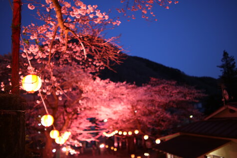 鬼怒川温泉の桜